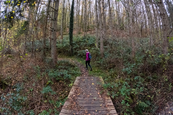 A journey into the heart of the woods