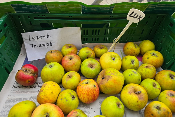 Apple-solutely irresistible: a Triumph of the fruit basket