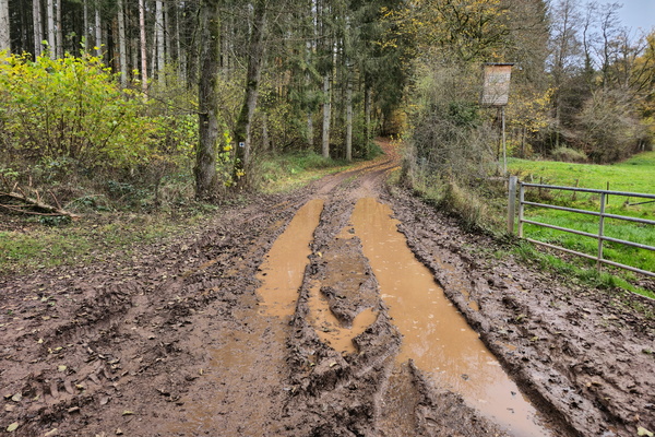 The quiet beauty of a muddy path