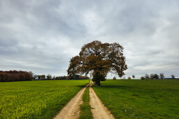 A path of amber leaves, under skies of grey