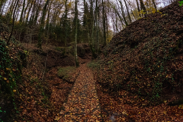 When leaves decide to have a party on the path