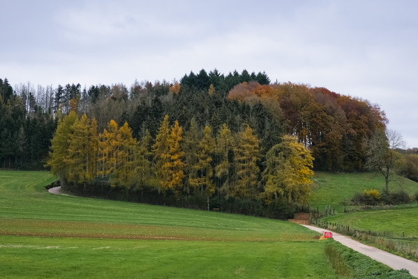 A symphony of autumnal colours