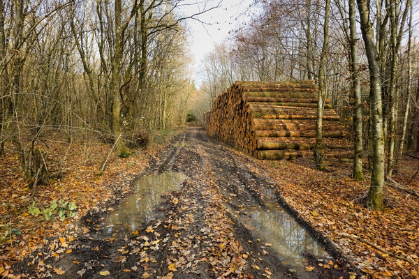 Logs, mud, and a ride in the woods
