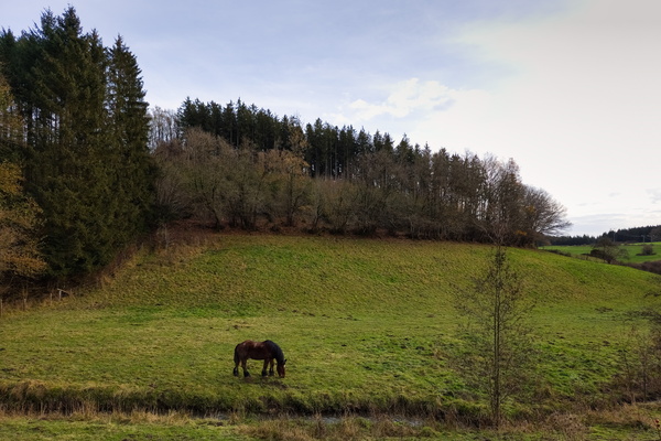 A horse walks into a field...