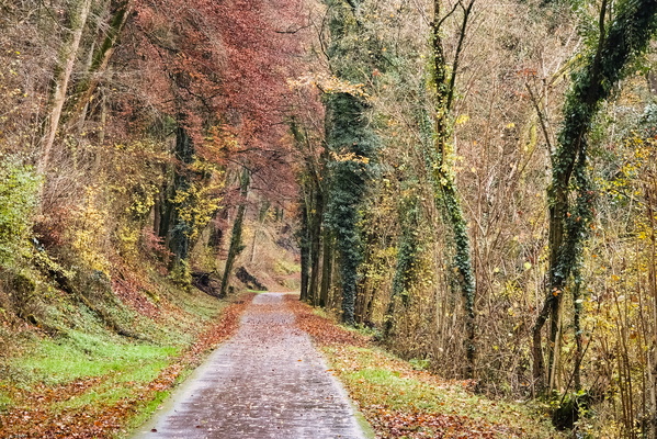 When the leaves go for a wander