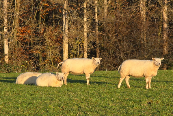 Sheep's day out at the Schmuelen farm
