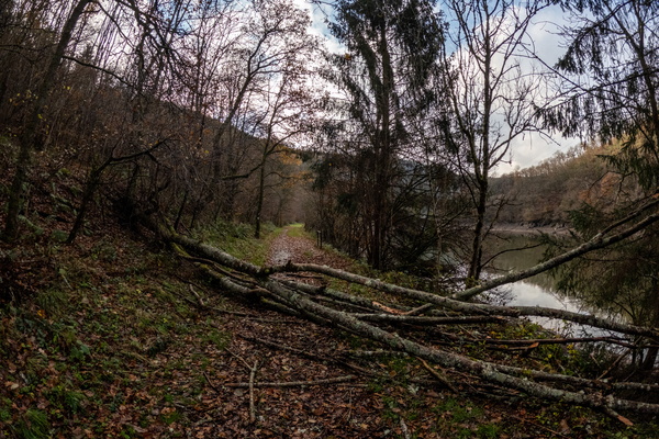 A rather leafy obstacle course