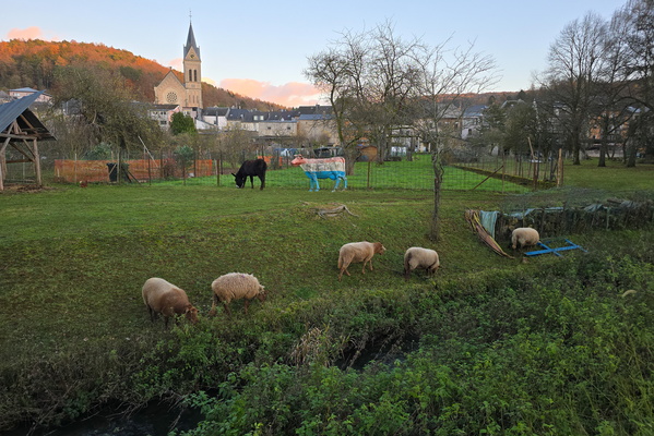 A painted cow and its sheepy entourage
