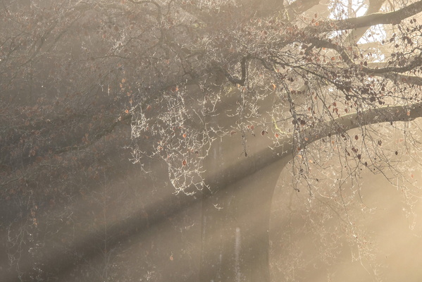 Oh, look, another tree in the mist