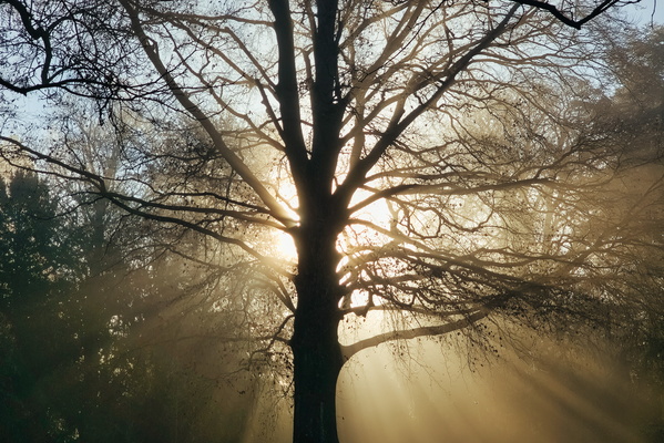 A tree with all the light