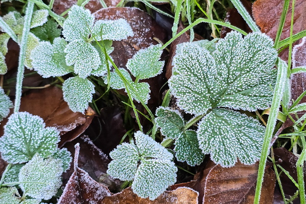 The gentle touch of frost