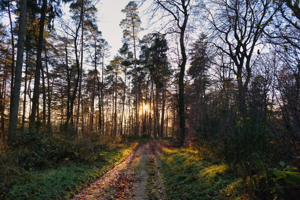Where twilight shadows dance on cold earth