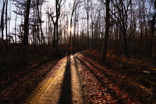 When the forest decides to throw a shadow party