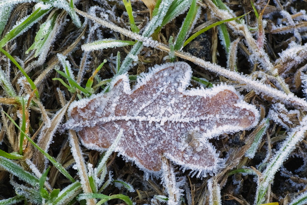 Cold snap, leaf snap
