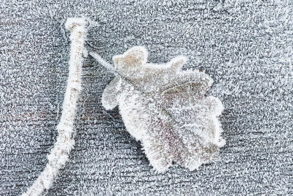 Frosted oak leaf