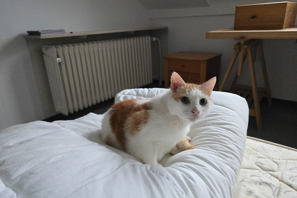 Timmy on his pillow throne