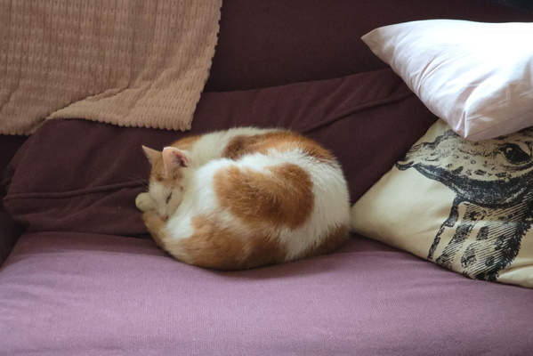 Serene slumber of Timmy.