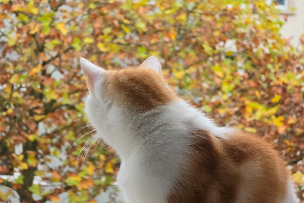 Timmy's window-gazing wisdom