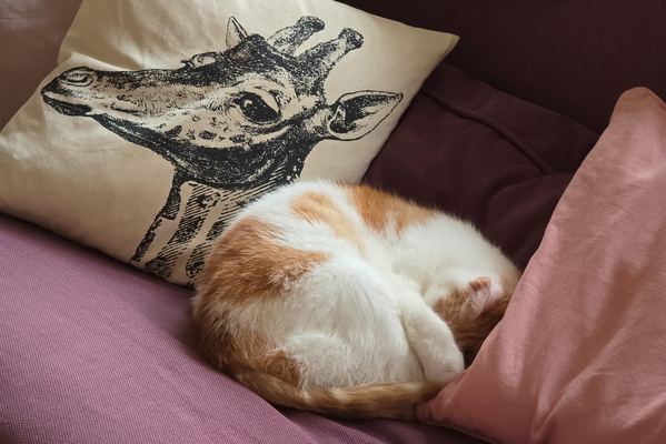 The curled up enigma of the sofa