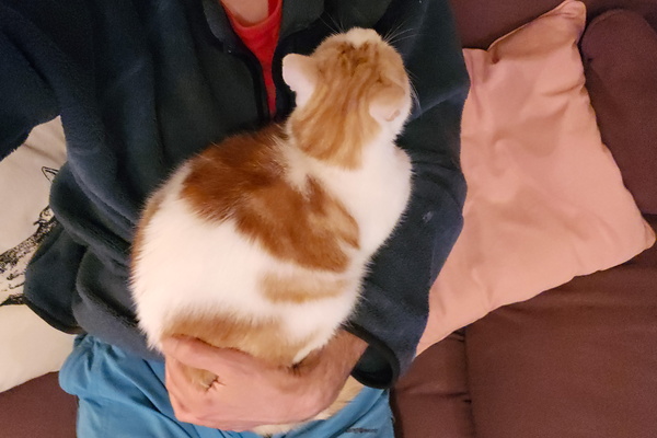 A Purrfect Burden