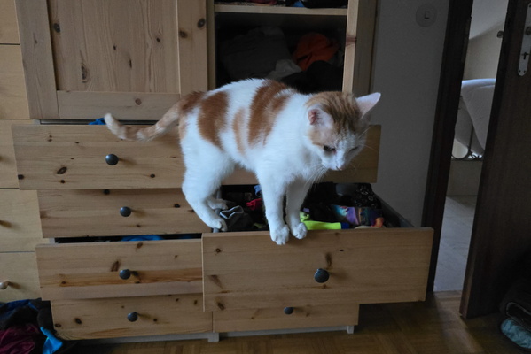 Timmy's latest adventure
