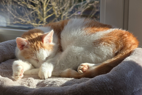 Sunbeam slumber