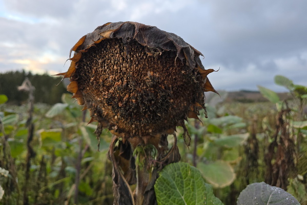 Last burst of energy in this sunflower field