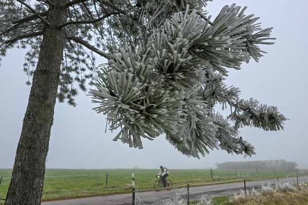 Frosty the pine says "brrr, need gloves for those needles!"