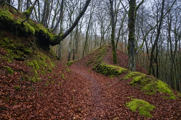 Peace in a brown and green wood
