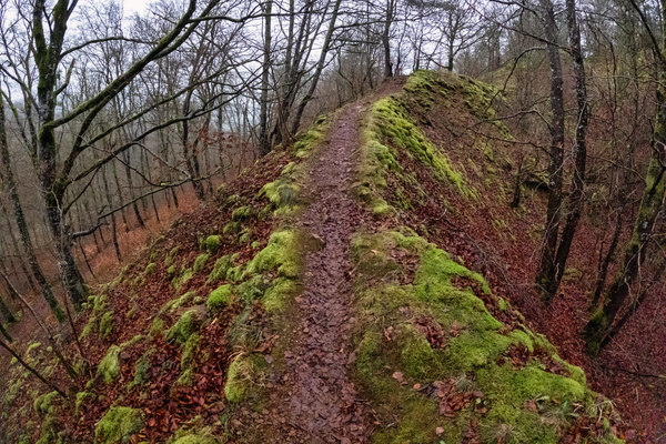 Mossy pathway to the great unknown