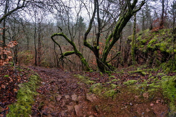 Mossy madness, a slippery situation