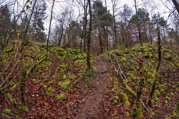 The gateway to an enchanted forest