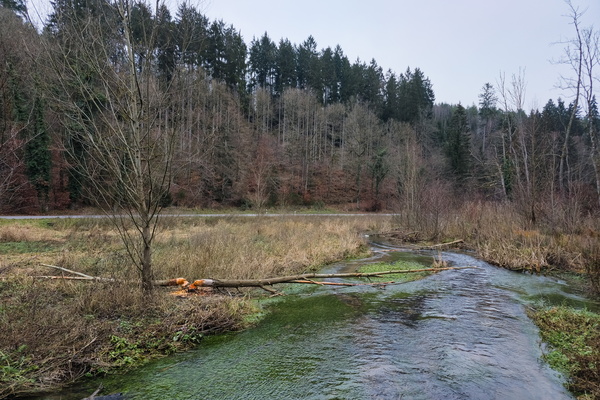 Beaver's gone to lunch; trees are all 'felled out'