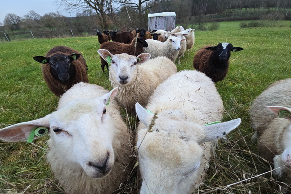 Sheep, sheep, everywhere a sheep
