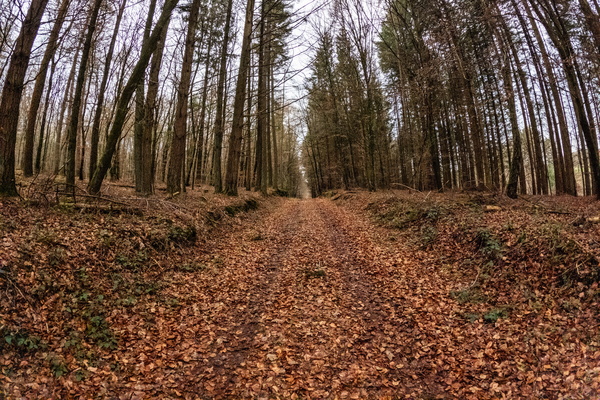 A leafy carpet to nowhere