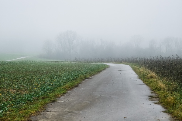 Foggy roads are the best roads