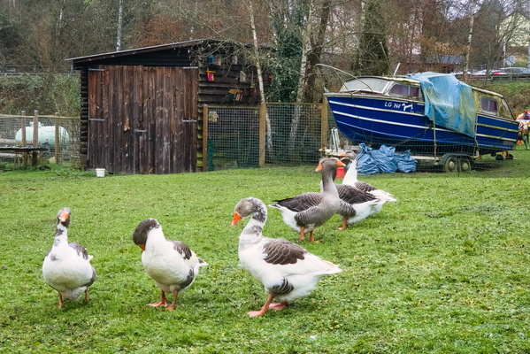 A gaggle of geese and a grounded boat