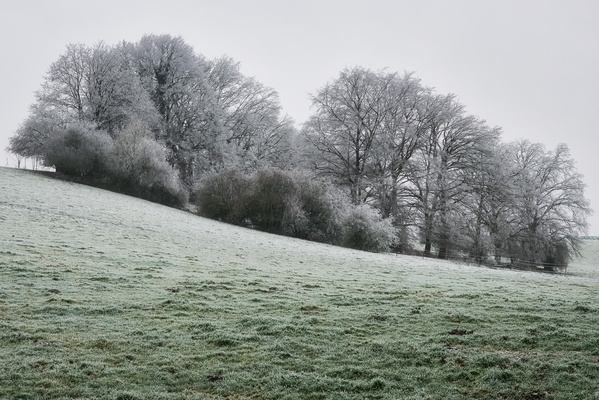 When trees look like they had a snowball fight