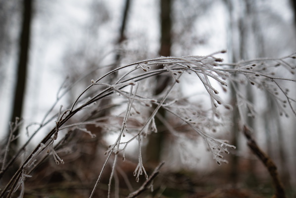 Winter's invitation to wander