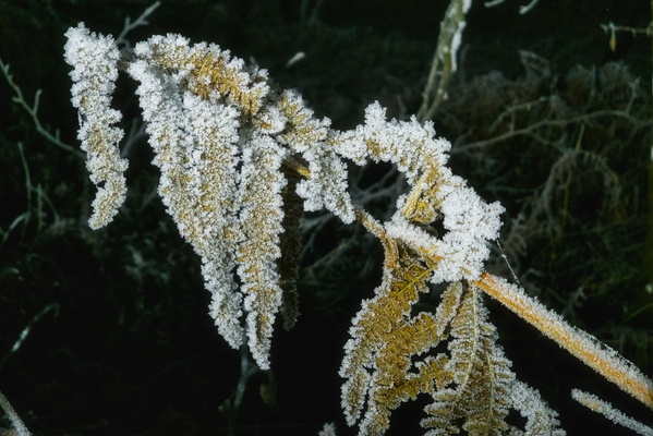 Winter's delicate artistry