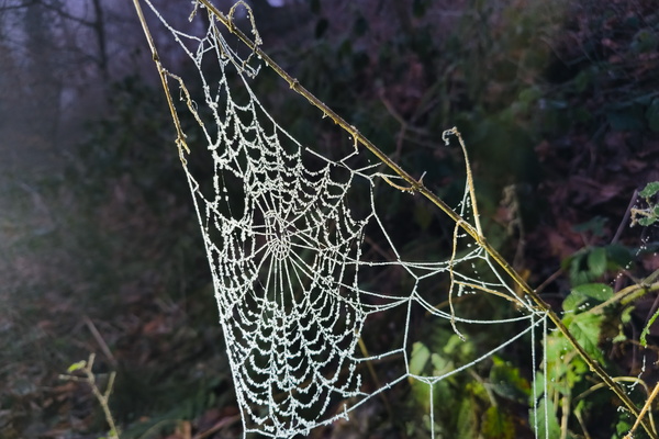 Spiderweb got iced