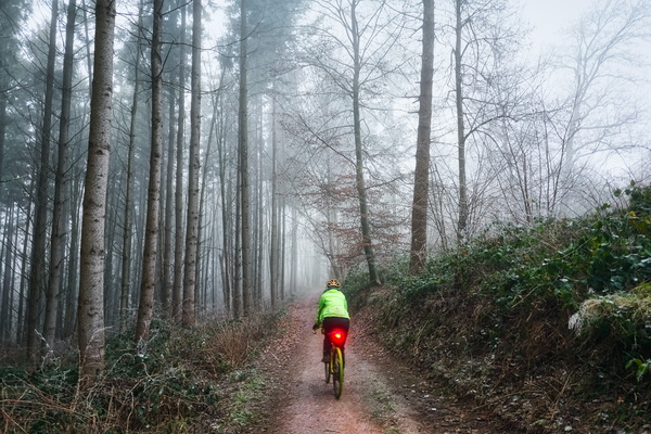 Into the misty woods