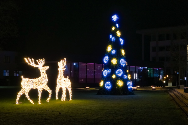 Reindeer trying to outshine the Christmas tree
