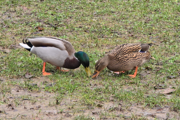 A couple of ducks on a date