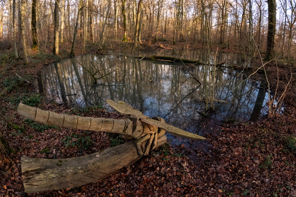 A giant dragonfly, resting for a while