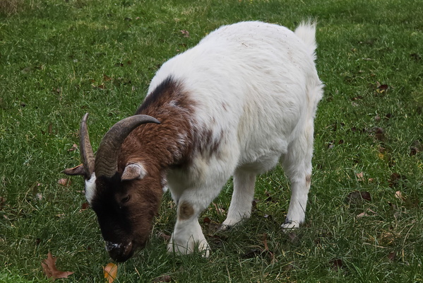 A goat’s day out in Athus