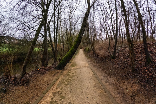 A tree took a nap on the path