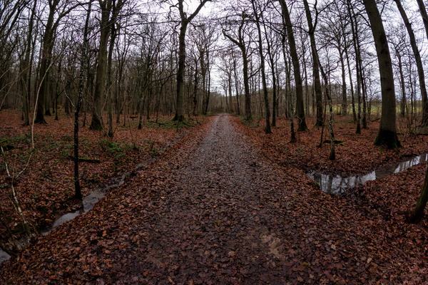 The forest's quiet embrace