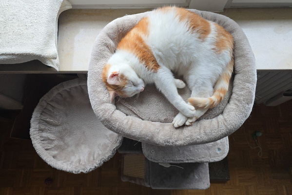 A Snuggly nap on High