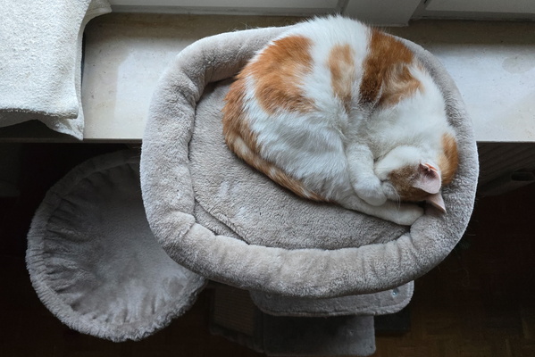 Mysterious sleep of Timmy